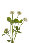 Bílý jetel (Trifolium repens) S